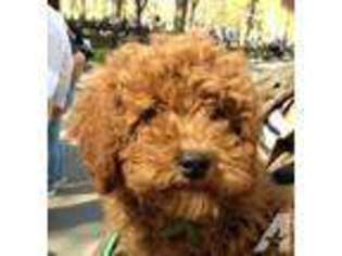 Doberman Pinscher Puppy for sale in GARDINER, NY, USA