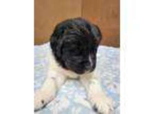 Newfoundland Puppy for sale in Laurens, SC, USA