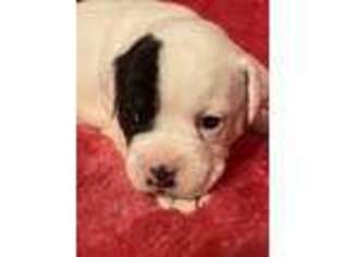 Olde English Bulldogge Puppy for sale in Beaver, KY, USA