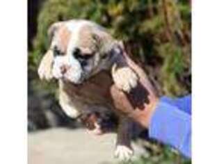 Bulldog Puppy for sale in Redford, MI, USA
