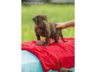Labrador Retriever Puppy for sale in Jerico Springs, MO, USA