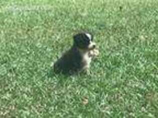 Miniature Australian Shepherd Puppy for sale in Commerce, GA, USA