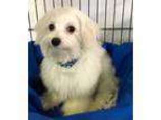 Maltese Puppy for sale in Keota, OK, USA