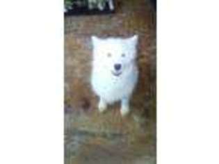 Samoyed Puppy for sale in Greenbelt, MD, USA