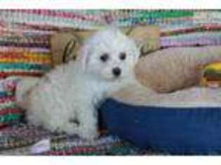 Bichon Frise Puppy for sale in Bowling Green, KY, USA