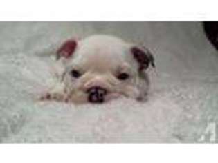 Bulldog Puppy for sale in LENOIR, NC, USA