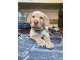 Labrador Retriever Puppy for sale in Arlington, VA, USA
