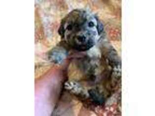 Havanese Puppy for sale in Cochise, AZ, USA