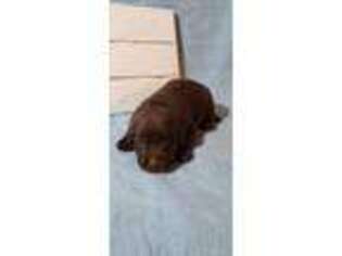 Labrador Retriever Puppy for sale in Sunbury, PA, USA