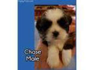 Mutt Puppy for sale in Orient, OH, USA