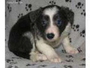 Border Collie Puppy for sale in Hemlock, MI, USA