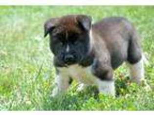 Akita Puppy for sale in Lagrange, IN, USA