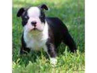 Boston Terrier Puppy for sale in Dallas, TX, USA