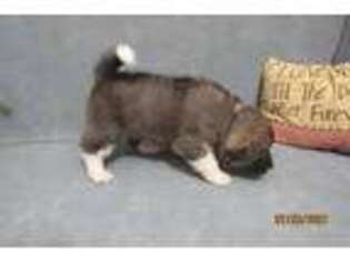 Akita Puppy for sale in Detroit Lakes, MN, USA