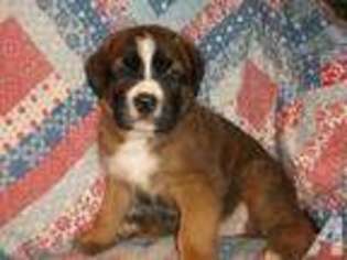 Mutt Puppy for sale in MCHENRY, IL, USA