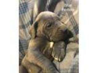 Great Dane Puppy for sale in Ontario, NY, USA