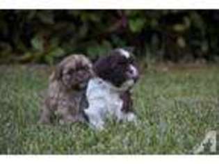 Mutt Puppy for sale in JACKSON, CA, USA