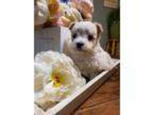 Mal-Shi Puppy for sale in Elk Grove, CA, USA