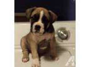 Valley Bulldog Puppy for sale in FOUR OAKS, NC, USA