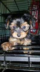 Yorkshire Terrier Puppy for sale in Salley, SC, USA