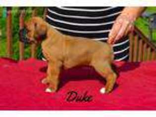 Boxer Puppy for sale in Fulton, NY, USA