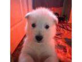 Alaskan Malamute Puppy for sale in Sewell, NJ, USA