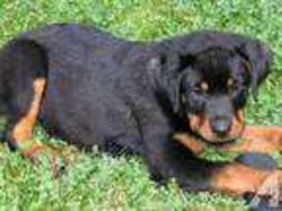Rottweiler Puppy for sale in GRANTS PASS, OR, USA
