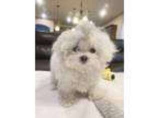 Maltese Puppy for sale in Dallas, TX, USA