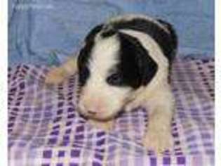 Mutt Puppy for sale in Brownstown, IL, USA