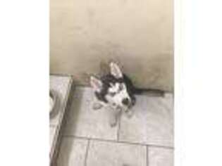 Siberian Husky Puppy for sale in Calumet City, IL, USA