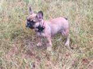 French Bulldog Puppy for sale in Andover, CT, USA