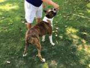 Boxer Puppy for sale in Pittsburg, KS, USA