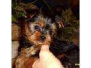 Yorkshire Terrier Puppy for sale in Bosworth, MO, USA