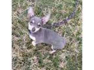 Chihuahua Puppy for sale in York, PA, USA