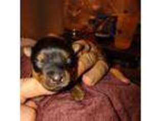 Yorkshire Terrier Puppy for sale in Burkeville, VA, USA