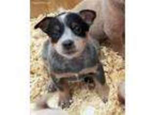 Australian Cattle Dog Puppy for sale in Delaware, OH, USA
