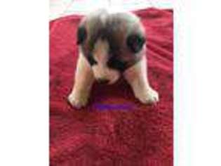 Akita Puppy for sale in Harrington, ME, USA