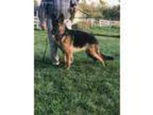German Shepherd Dog Puppy for sale in Wauconda, IL, USA