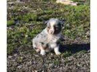 Miniature Australian Shepherd Puppy for sale in Whitesboro, OK, USA