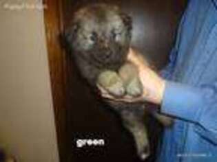 Keeshond Puppy for sale in Pocahontas, TN, USA