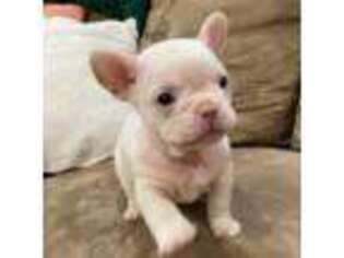 French Bulldog Puppy for sale in Ennis, TX, USA