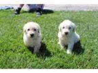 Goldendoodle Puppy for sale in Byers, CO, USA