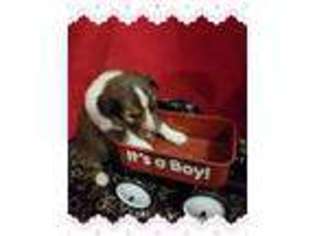 Shetland Sheepdog Puppy for sale in Big Rapids, MI, USA