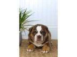 Olde English Bulldogge Puppy for sale in Ephrata, PA, USA
