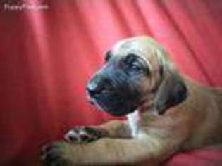 Great Dane Puppy for sale in Athens, NY, USA