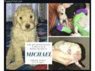 Goldendoodle Puppy for sale in Weiser, ID, USA