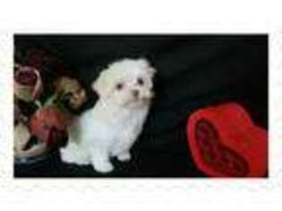 Maltese Puppy for sale in Roswell, GA, USA
