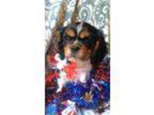 Cavalier King Charles Spaniel Puppy for sale in Falls Church, VA, USA