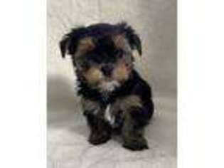 Yorkshire Terrier Puppy for sale in Alto, MI, USA