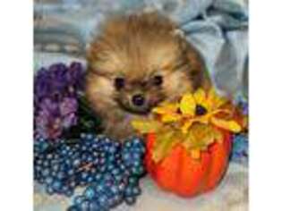 Pomeranian Puppy for sale in Deland, FL, USA